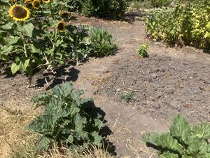 allotment